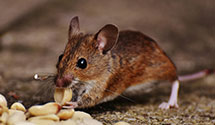 24 Hour & Emergency Exterminators in Currituck, NC